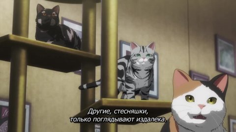 Ночь живых кошаков
