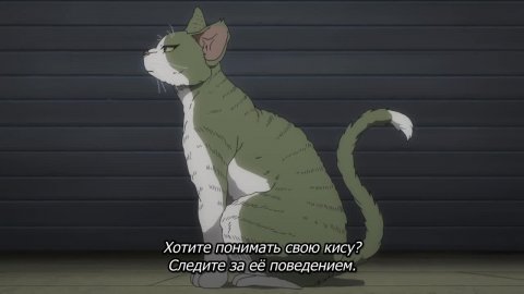Ночь живых кошаков